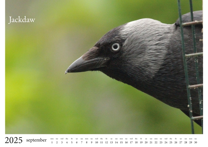 2025 Birds Calendar 10