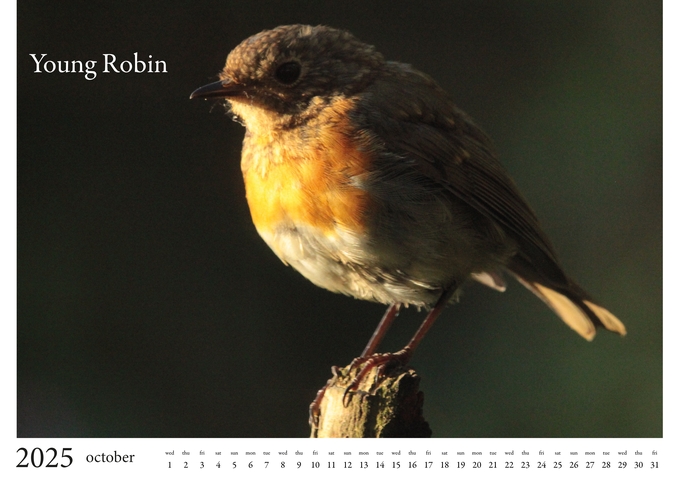 2025 Birds Calendar 11
