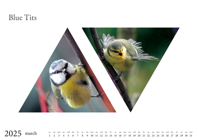 2025 Birds Calendar 4