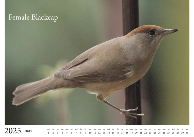 2025 Birds Calendar 6