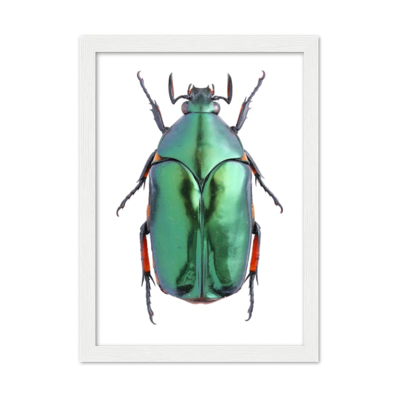 Bug Poster - All the bugs A4 Framed