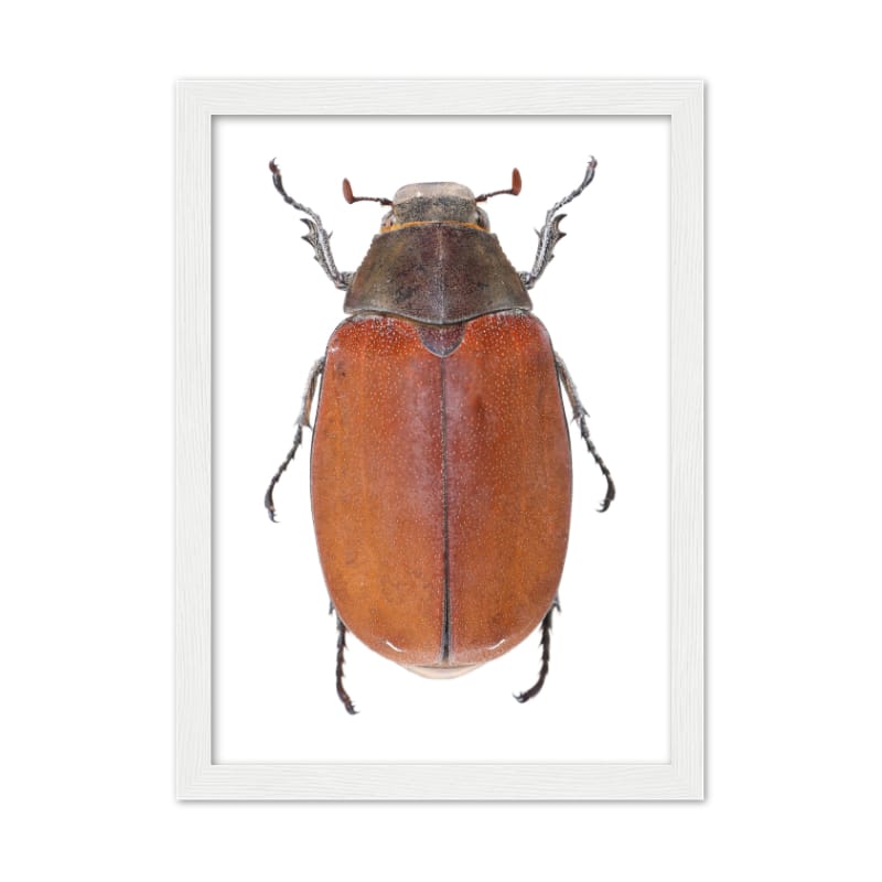 Bug Poster - All the bugs A4 Framed