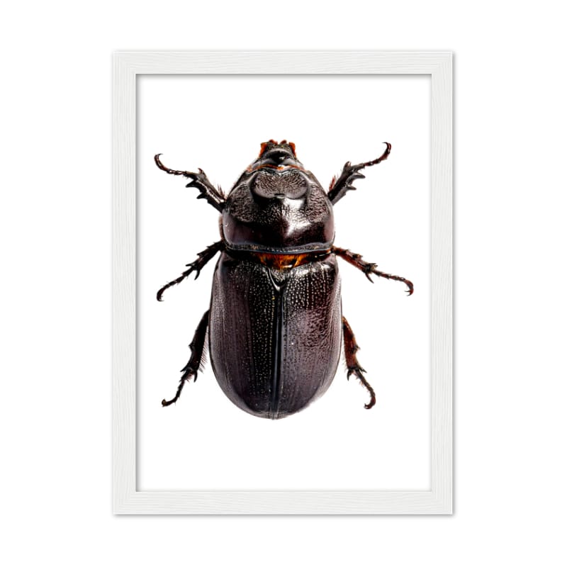 Bug Poster - All the bugs A4 Framed