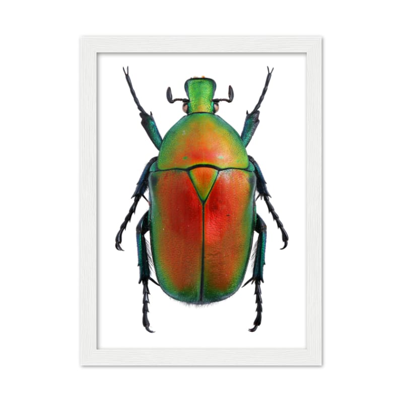 Bug Poster - All the bugs A4 Framed