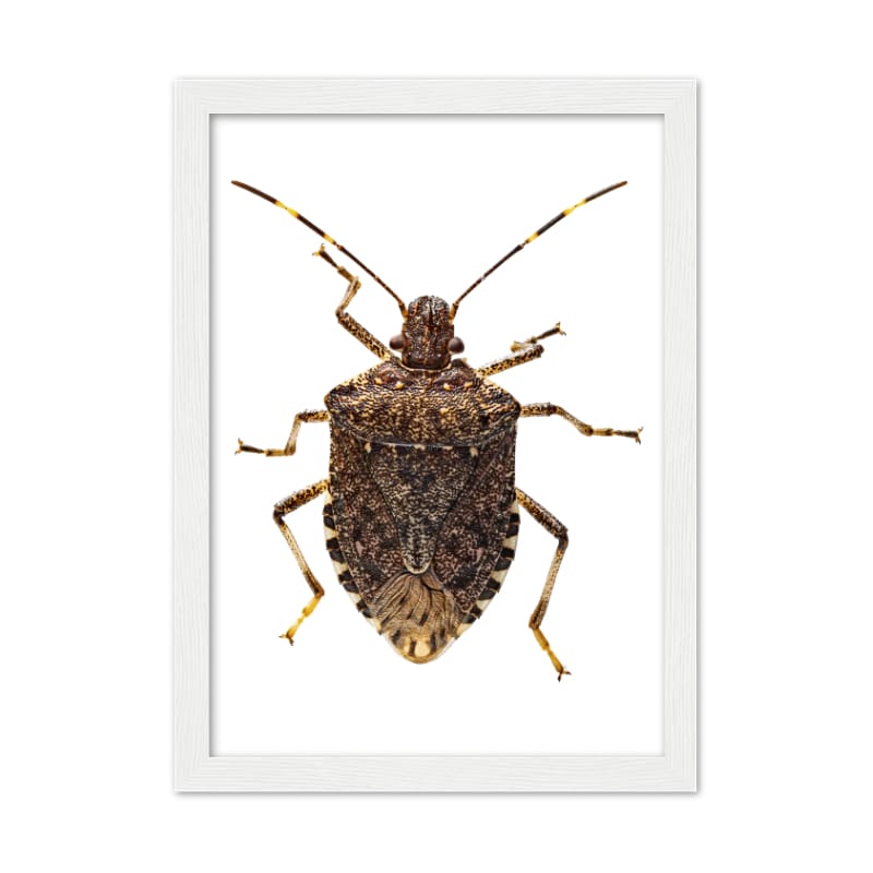 Bug Poster - All the bugs A4 Framed