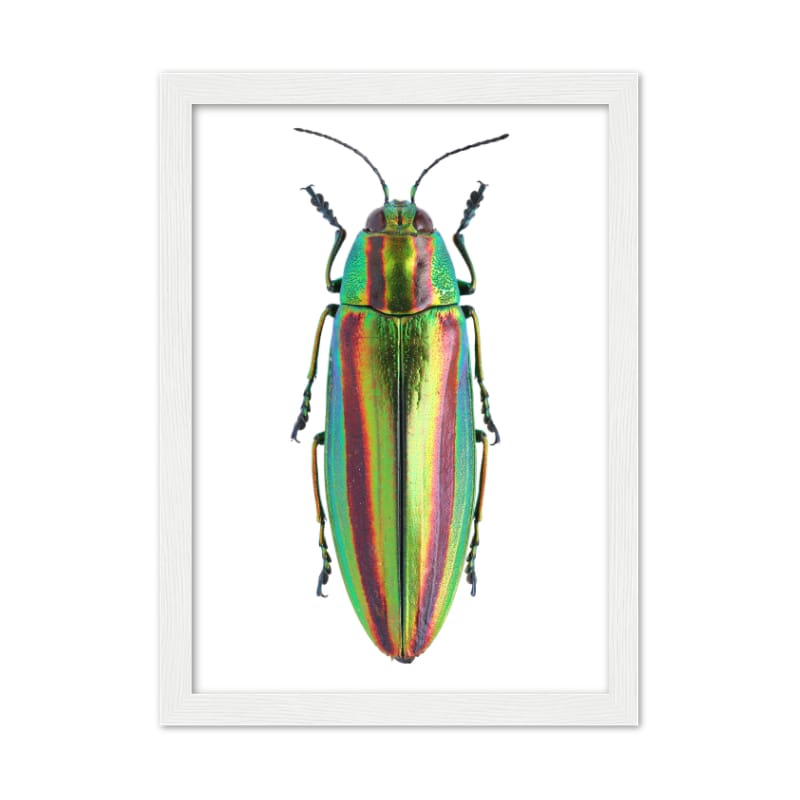 Bug Poster - All the bugs A4 Framed