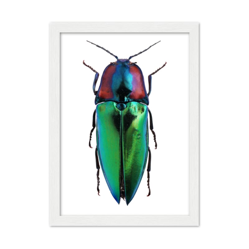 Bug Poster - All the bugs A4 Framed