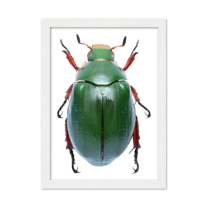 Bug Poster - All the bugs A4 Framed